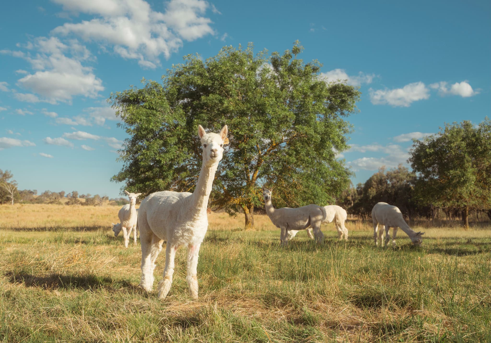 A group of alpacas grazing in a sunny field with a large tree and a blue sky with scattered clouds