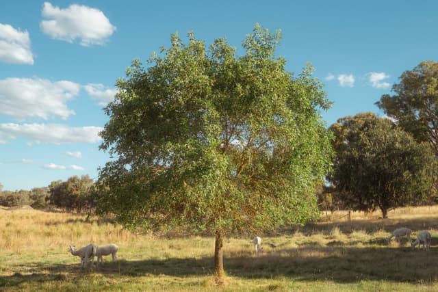 A large tree stands in a grassy field with a clear blue sky and scattered clouds. Two rhinoceroses are grazing nearby, and additional trees are visible in the background