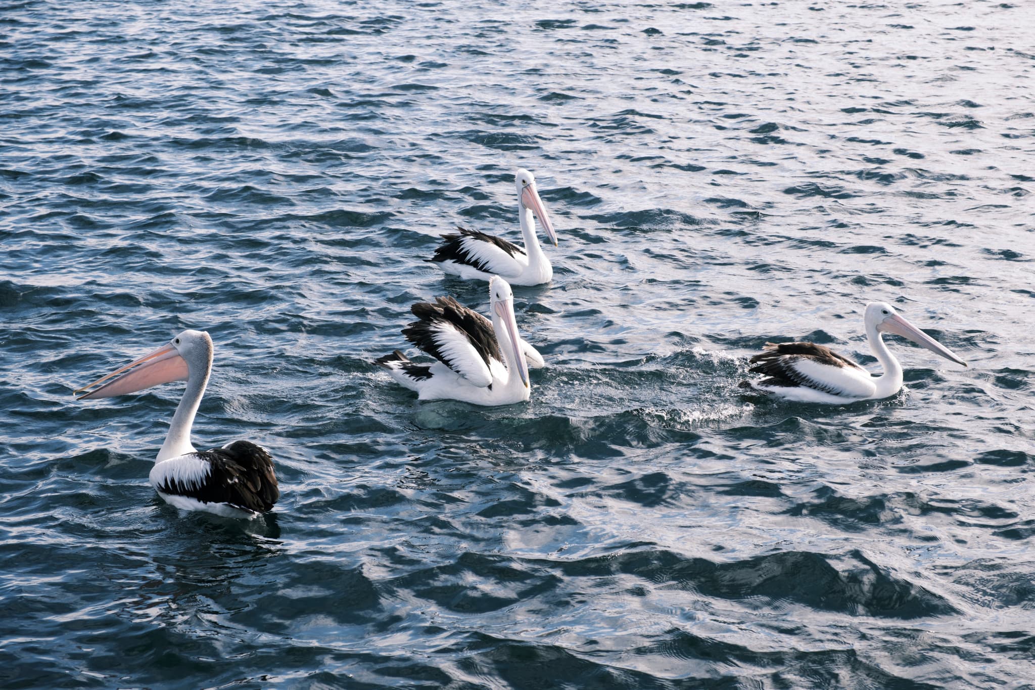 A group of pelicans swimming on a body of water