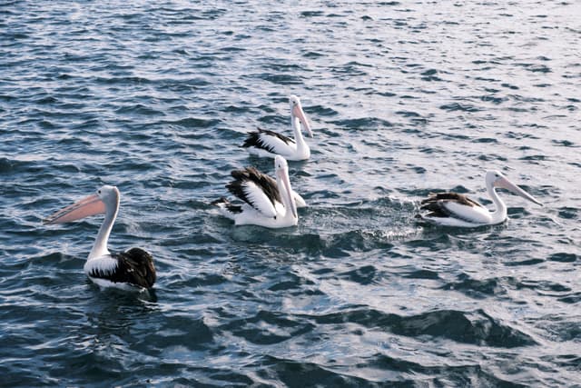 A group of pelicans swimming on a body of water