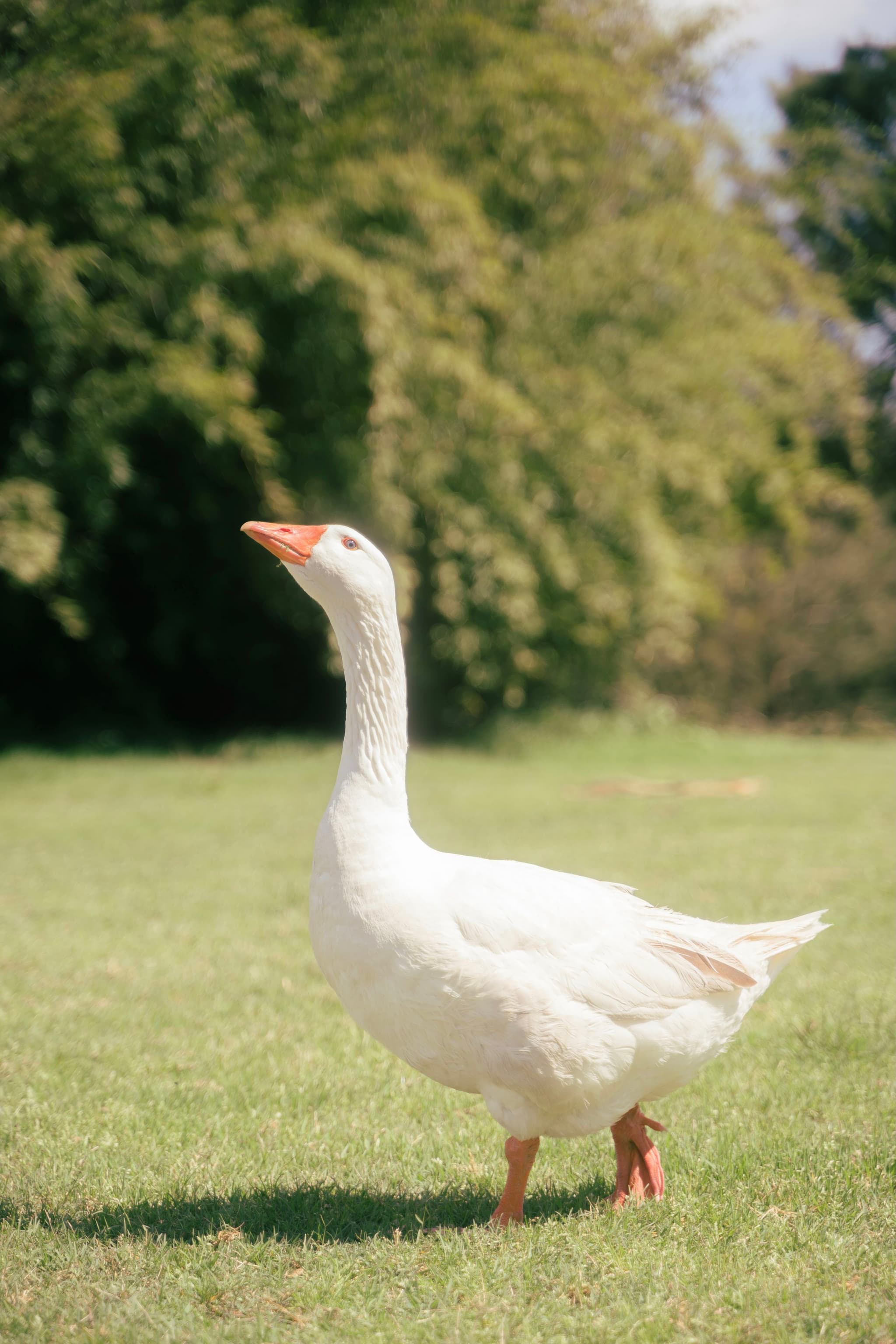 A white goose standing on green grass with trees in the background