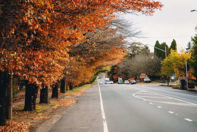 A road lined with trees displaying vibrant autumn foliage, with leaves in shades of orange and brown. The street is empty, and the sky is overcast