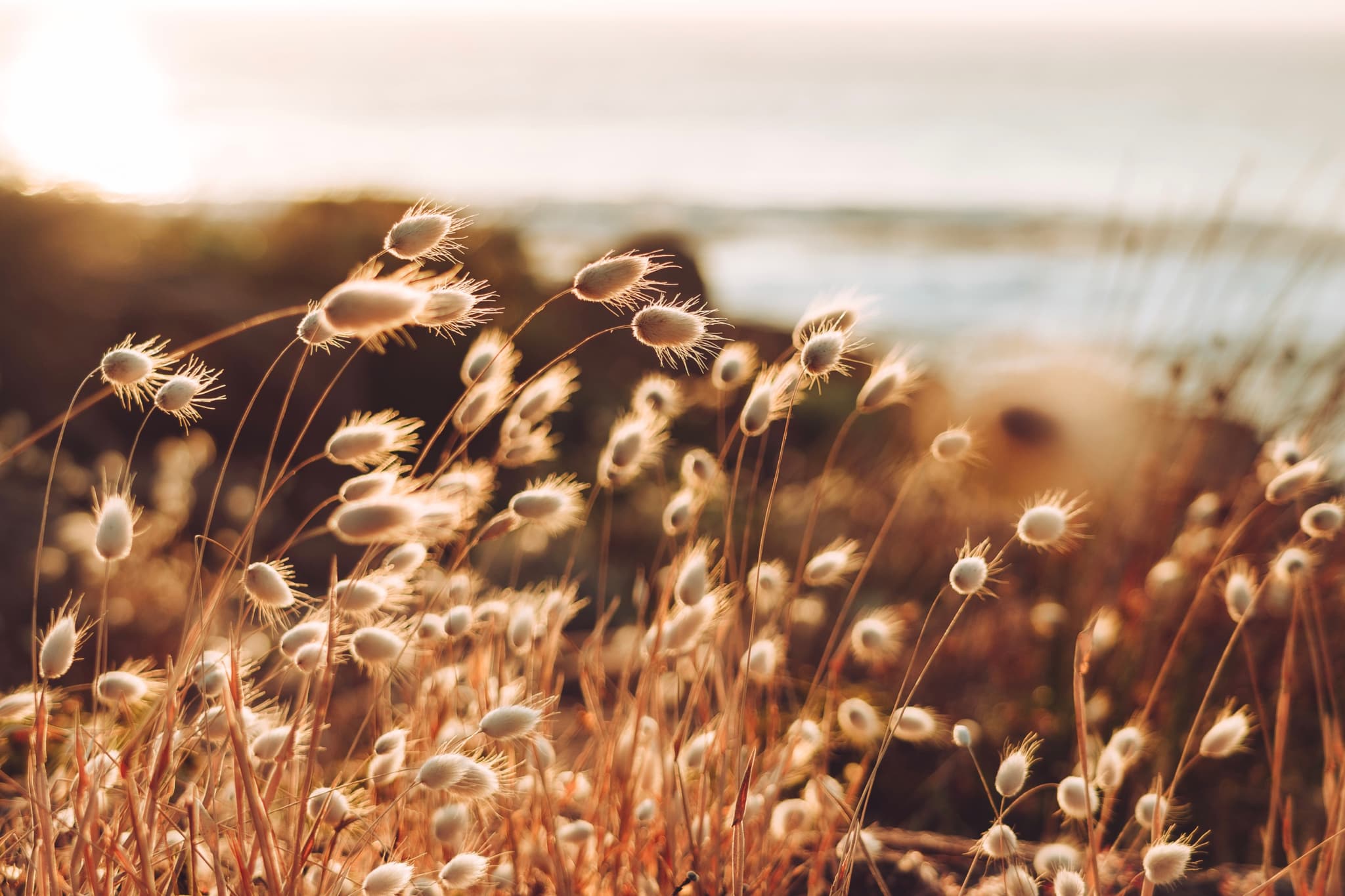 Golden grasses swaying in the breeze with a blurred background of the ocean and a warm, glowing sunset