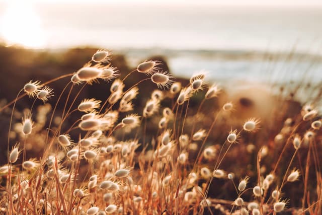Golden grasses swaying in the breeze with a blurred background of the ocean and a warm, glowing sunset