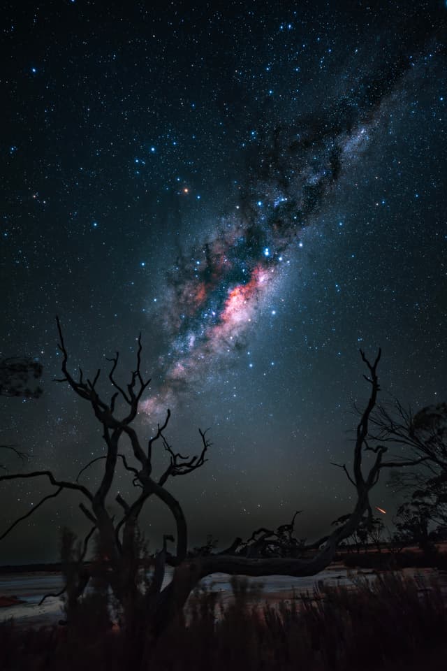 A starry night sky with the Milky Way galaxy visible, framed by silhouetted trees in the foreground