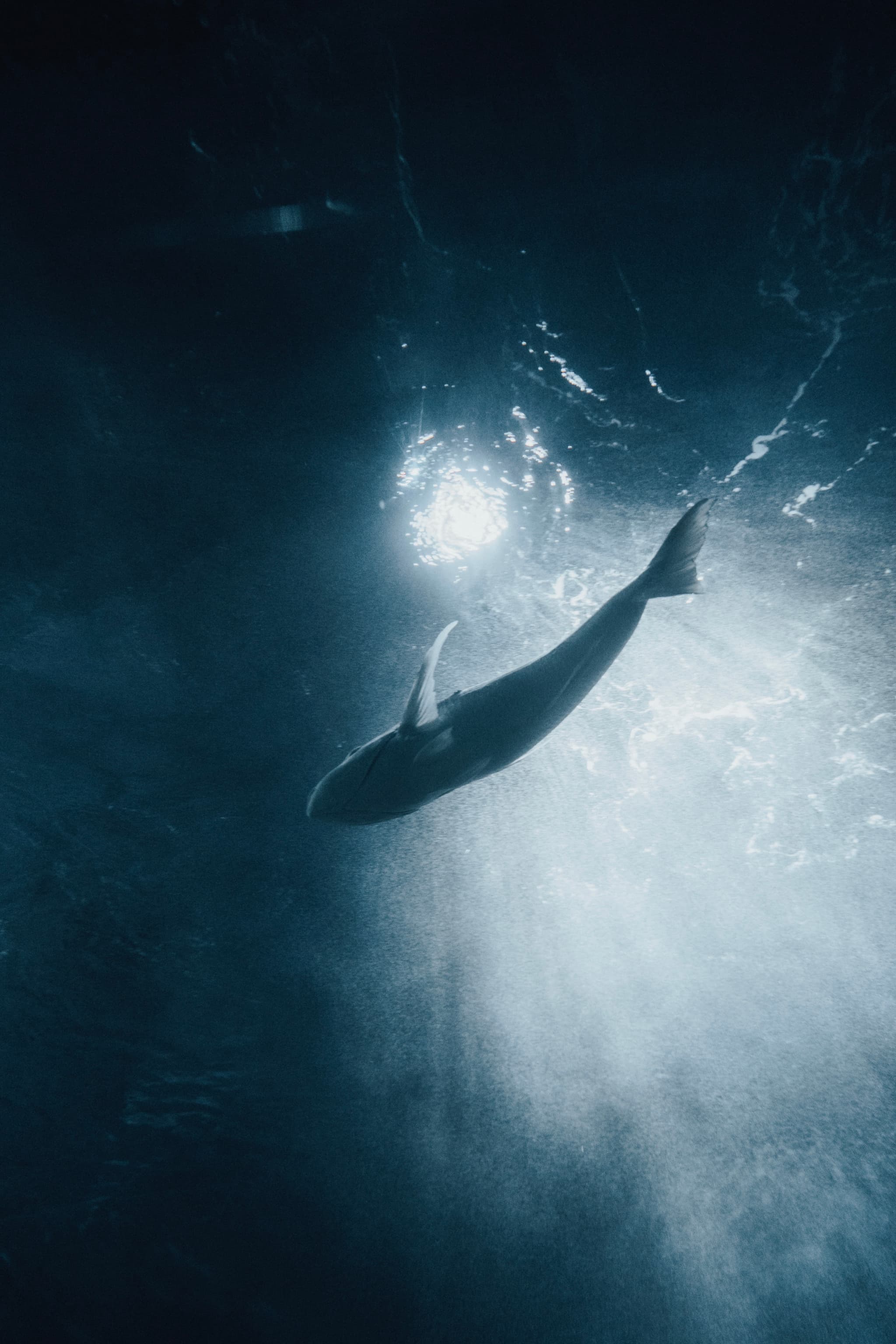 A silhouette of a whale swimming underwater, illuminated by rays of light filtering through the water's surface