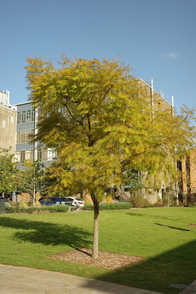 A tree with yellow-green leaves stands in a grassy area, surrounded by buildings and a clear blue sky