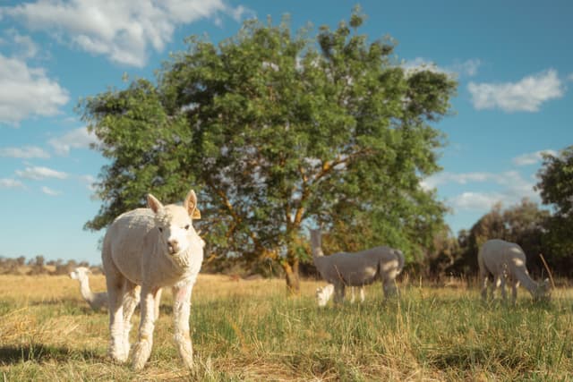 Sheep grazing in a grassy field with a large tree and a blue sky with clouds in the background