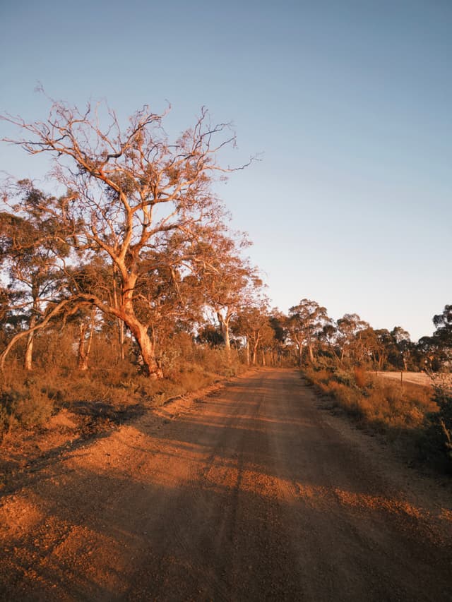 A dirt road stretches into the distance, flanked by trees under a clear blue sky, with warm sunlight casting long shadows