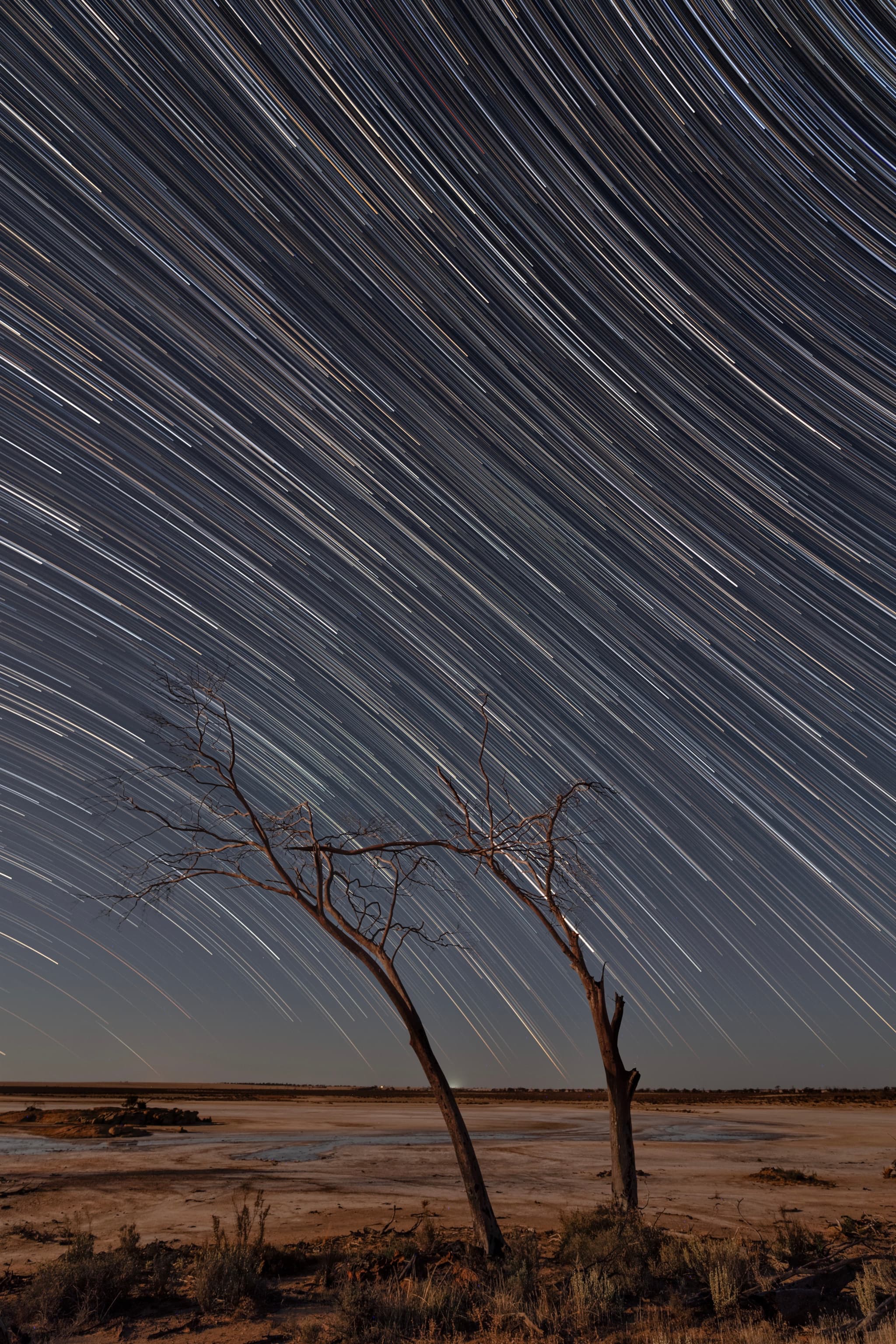 A long-exposure photograph capturing star trails in the night sky above a barren landscape with two leafless trees in the foreground